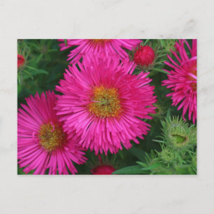 Michaelmas Daisies Postkarte