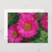 Michaelmas Daisies Postkarte (Vorne/Hinten)