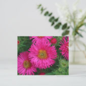 Michaelmas Daisies Postkarte (Stehend Vorderseite)