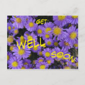 Michaelmas Daisy Cust Schnelle Postkarte (Vorderseite)