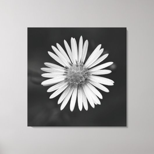 Michaelmas Daisy Flower Canvas Print Leinwanddruck (Vorderseite)