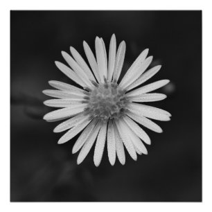 Michaelmas-Daisy-Flower Poster