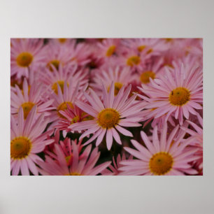 Michaelmas-Daisy-Plakat Poster