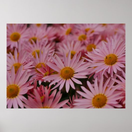 Michaelmas-Daisy-Plakat Poster (Vorne)