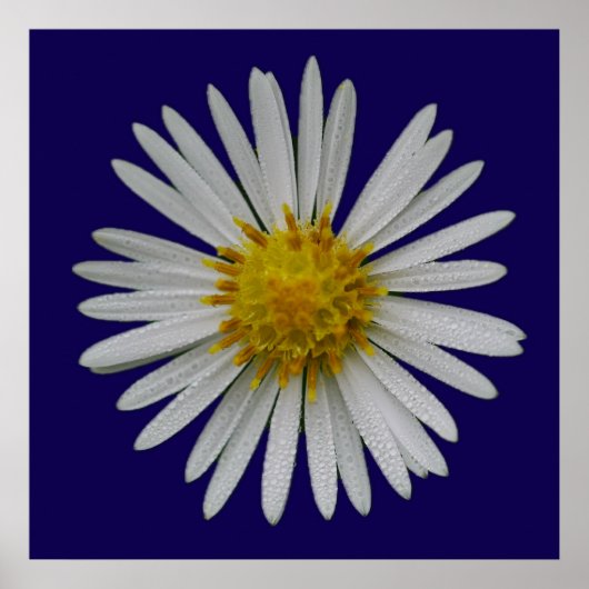 Michaelmas-Daisy-Plakat Poster (Vorne)