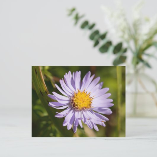 Michaelmas Daisy Postkarte (Stehend Vorderseite)