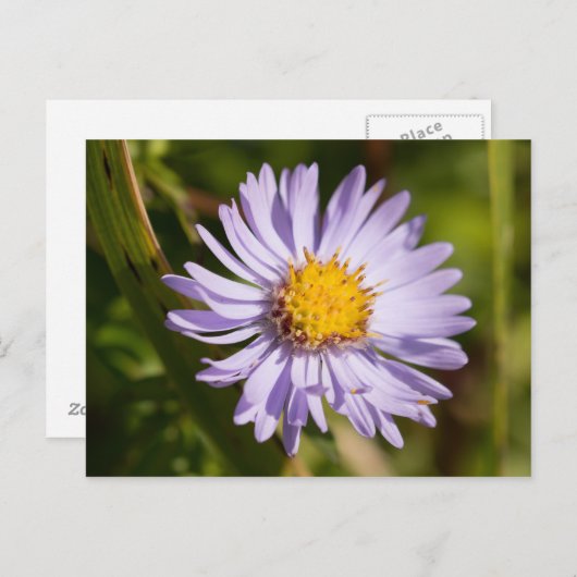 Michaelmas Daisy Postkarte (Vorne/Hinten)