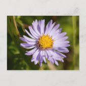 Michaelmas Daisy Postkarte (Vorderseite)