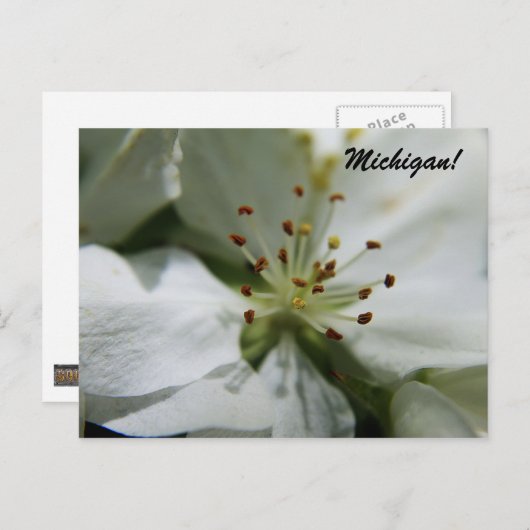 Michigan Apple Blossom Postkarte (Vorne/Hinten)