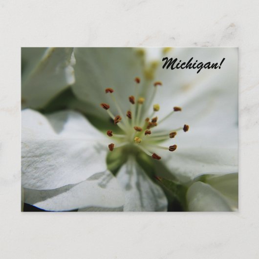 Michigan Apple Blossom Postkarte (Vorderseite)