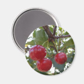 Michigan Cherries Magnet (Vorderseite/Rückseite)