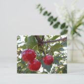 Michigan Cherries Postkarte (Stehend Vorderseite)