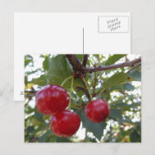 Michigan Cherries Postkarte (Vorne/Hinten)