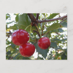 Michigan Cherries Postkarte