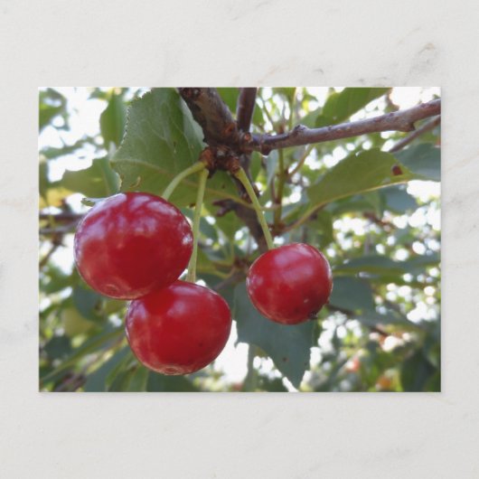 Michigan Cherries Postkarte (Vorderseite)