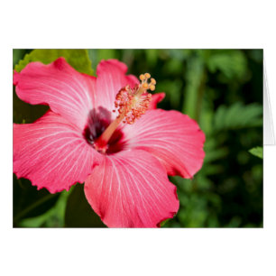 Michigan, Dearborn. Detail des rosa Hibiskus