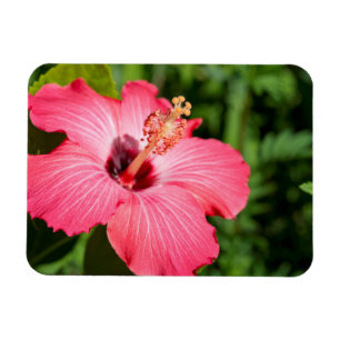 Michigan, Dearborn. Detail des rosa Hibiskus Magnet