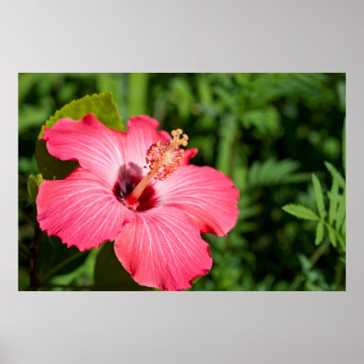 Michigan, Dearborn Detail des rosa Hibiskus Poster (Vorne)