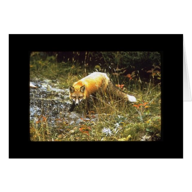 Michigan Fox Card, Jeder Anlass (Vorderseite (Horizontal))
