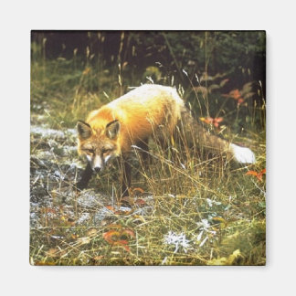 Michigan Fox Magnet