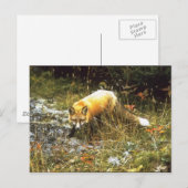 Michigan Fox Postcard Postkarte (Vorne/Hinten)