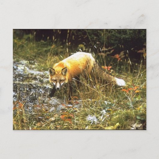 Michigan Fox Postcard Postkarte (Vorderseite)