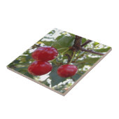 Michigan-Kirschen Fliese (Seite)