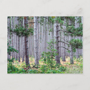 Michigan Pine Trees Postkarte