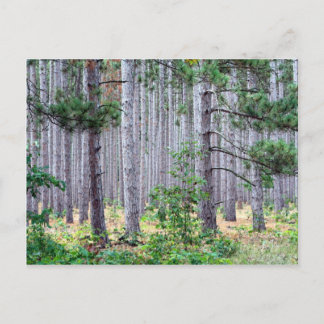 Michigan Pine Trees Postkarte