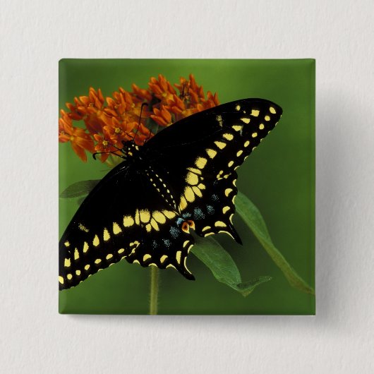 Michigan, Rochester American Eastern Black Button (Vorderseite)