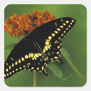 Michigan, Rochester American Eastern Black Quadratischer Aufkleber