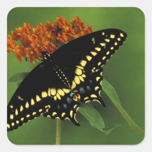 Michigan, Rochester American Eastern Black Quadratischer Aufkleber