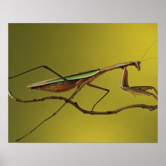 Michigan, Rochester Hills. Beten von Mantis Poster (Vorne)