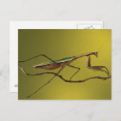 Michigan, Rochester Hills. Beten von Mantis Postkarte (Vorne/Hinten)