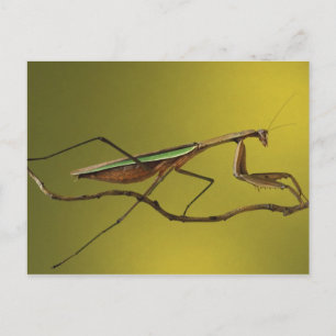 Michigan, Rochester Hills. Beten von Mantis Postkarte