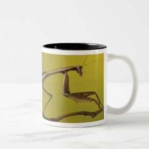 Michigan, Rochester Hills. Gottesanbeterin Zweifarbige Tasse