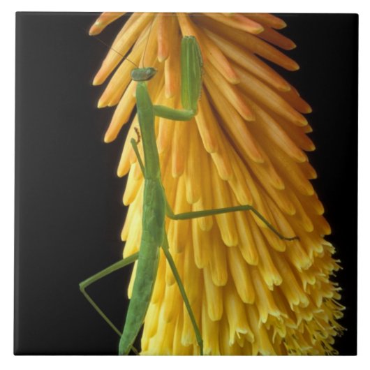 Michigan, Rochester Hills. Mantis auf Rot beten Fliese (Vorderseite)