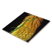 Michigan, Rochester Hills. Mantis auf Rot beten Fliese (Seite)