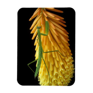 Michigan, Rochester Hills. Mantis auf Rot beten Magnet