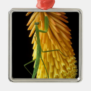 Michigan, Rochester Hills. Mantis auf Rot beten Ornament Aus Metall