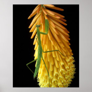 Michigan, Rochester Hills. Mantis auf Rot beten Poster