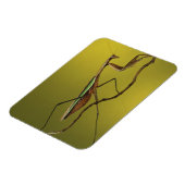 Michigan, Rochester Hills. Praying Mantis Magnet (Linke Seite)