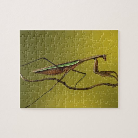 Michigan, Rochester Hills. Praying Mantis Puzzle (Horizontal)