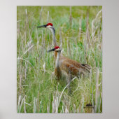 Michigan Sandhill Cranes Poster (Vorne)