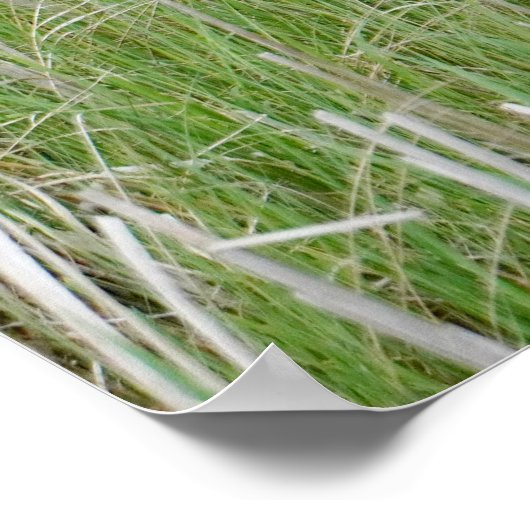 Michigan Sandhill Cranes Poster (Ecke)