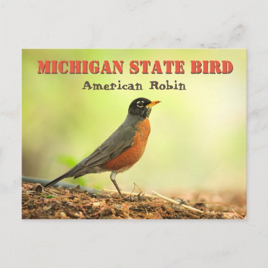 Michigan Staat Bird Robin Postkarte (Vorderseite)