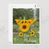Michigan Summer Sunflower Postcard Postkarte (Vorne/Hinten)