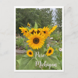 Michigan Summer Sunflower Postcard Postkarte