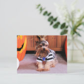 Mickey - Yorkshire Terrier - Shannon Postkarte (Stehend Vorderseite)