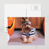 Mickey - Yorkshire Terrier - Shannon Postkarte (Vorne/Hinten)